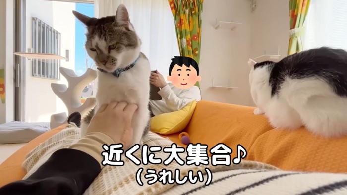 猫のいる暮らし