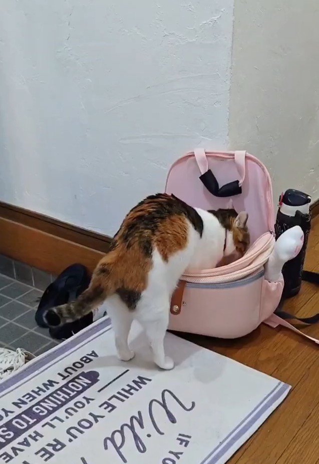 カバンに前足を入れる猫
