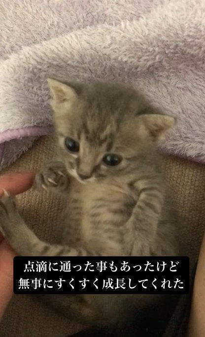 少しずつ成長していったふっかちゃん