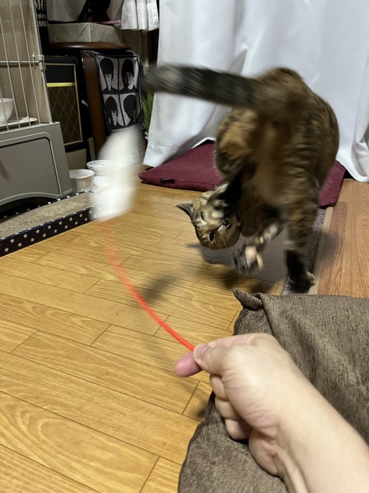 お尻のほうへ顔を向けて必死に猫じゃらしを追う猫