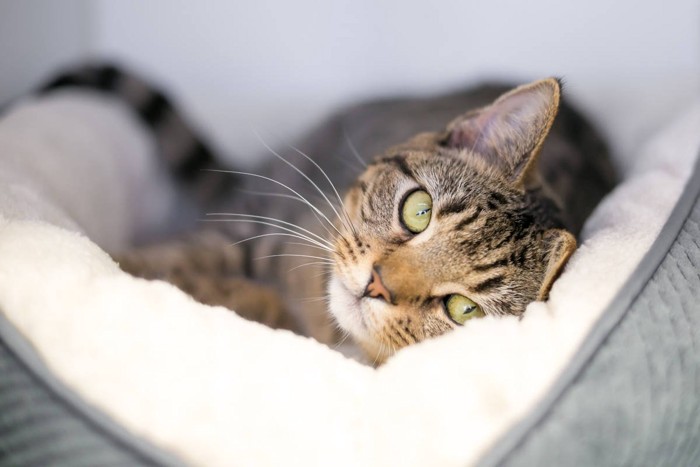 寝転んでいるカメラ目線の猫