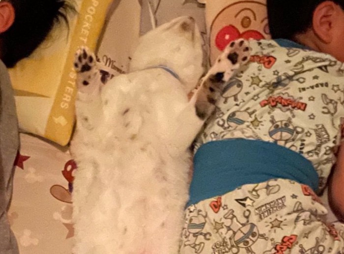 お腹を出して眠る猫