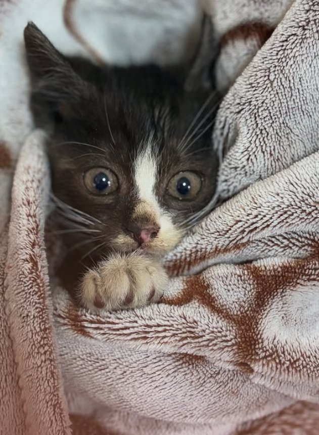 タオルに包まれた子猫
