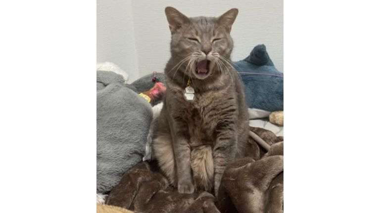 あくびしている猫