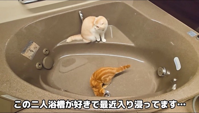 空の浴槽の中に入る2頭の猫