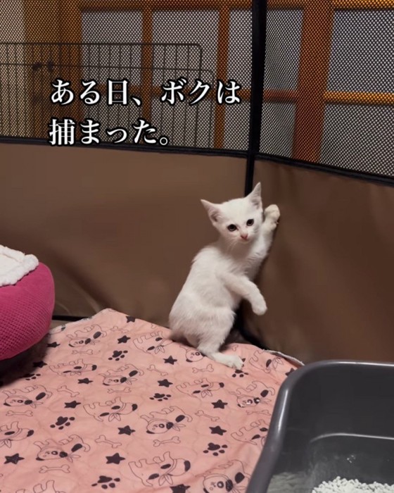 立ち上がった子猫