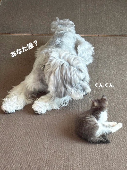 子猫のにおいを嗅ぐ犬