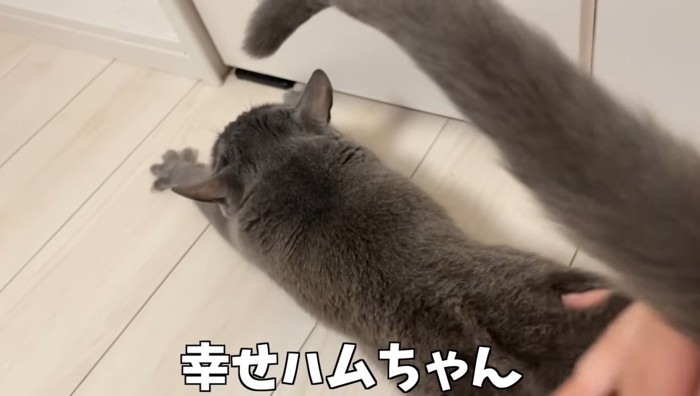 幸せハムちゃん