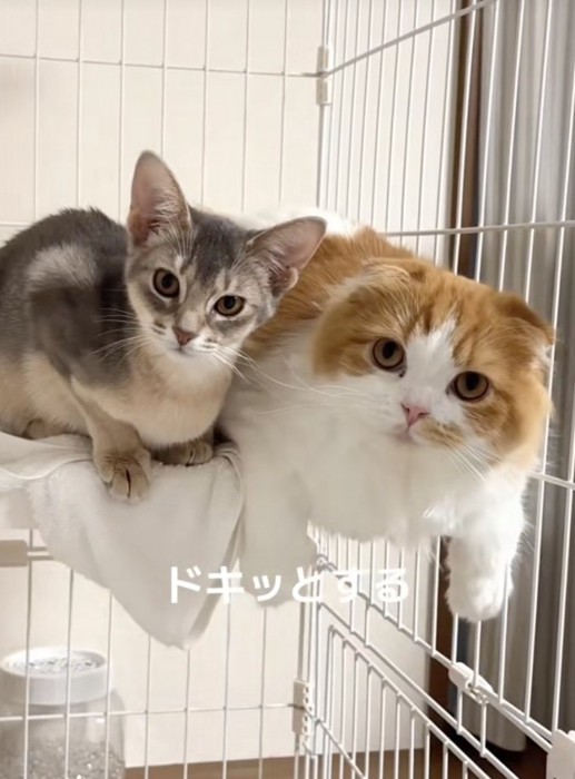 一緒に過ごす2匹の猫