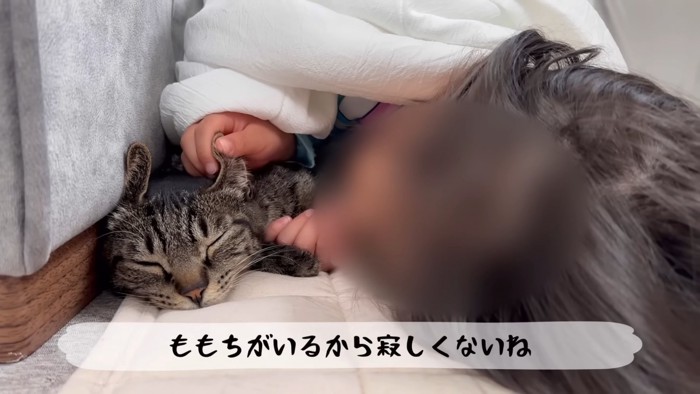 耳を触れられる猫