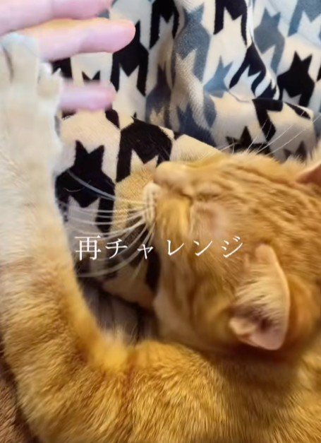 飼い主の指と猫
