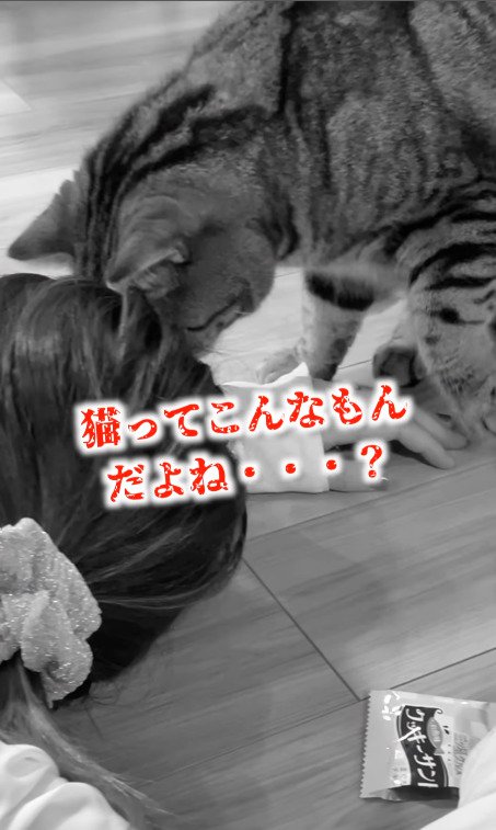 飼い主さんの期待を裏切らない猫