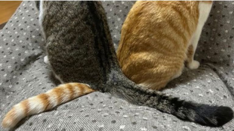 猫の尻尾