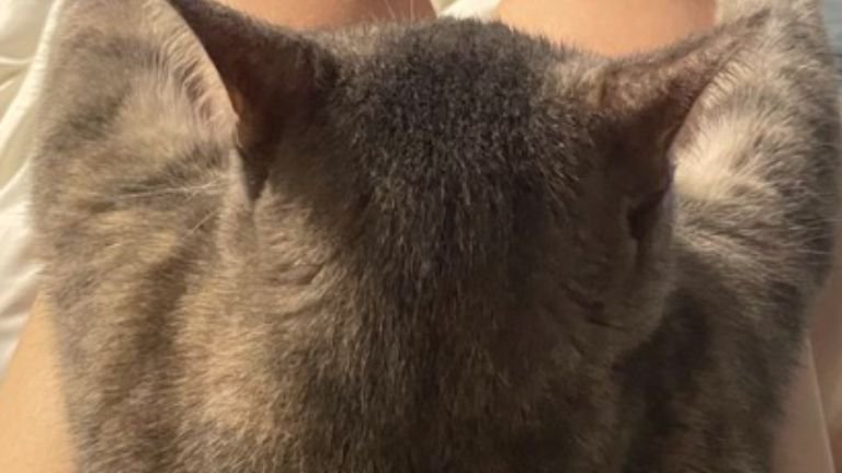 膝に乗っている猫