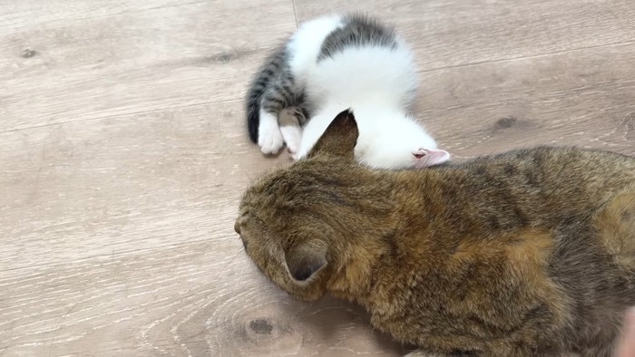 たこやきくんの後ろで