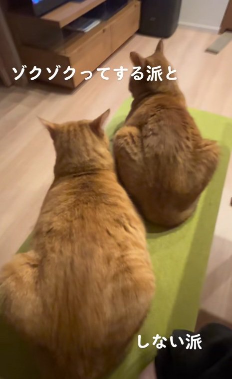 背中を向けて座っている二匹の猫