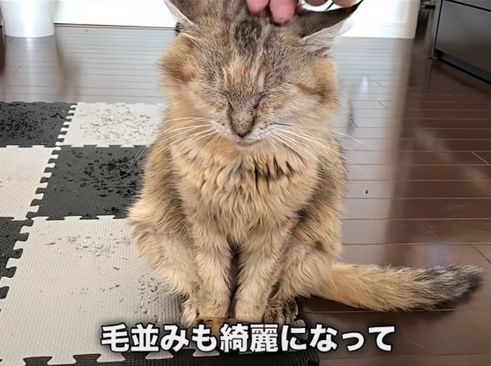 毛並みも整えられた猫