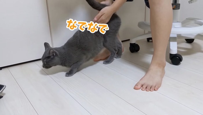 なでなでされる猫