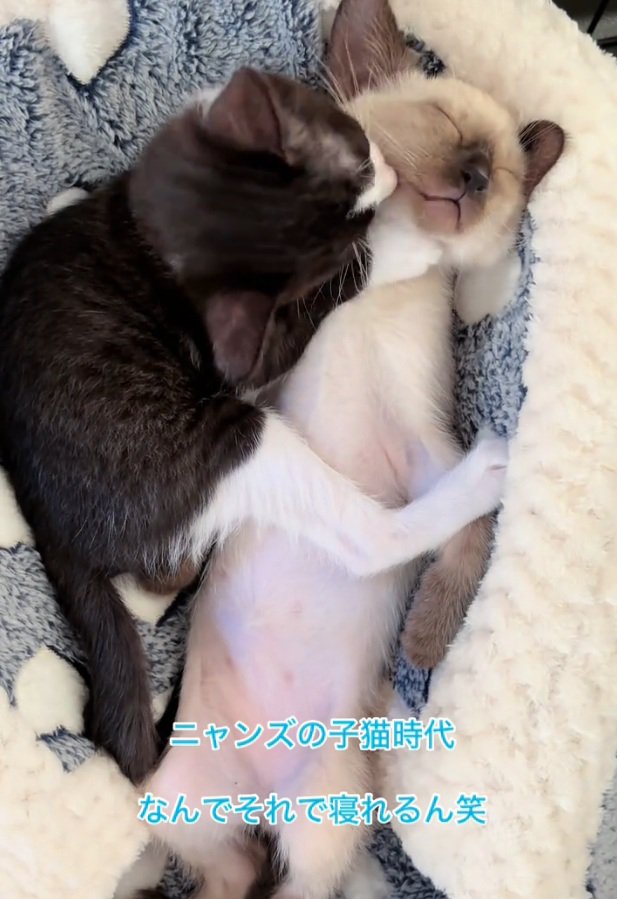 舐められても爆睡するジェムくん