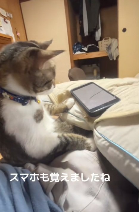 飼い主の膝の上でスマホを見ている猫