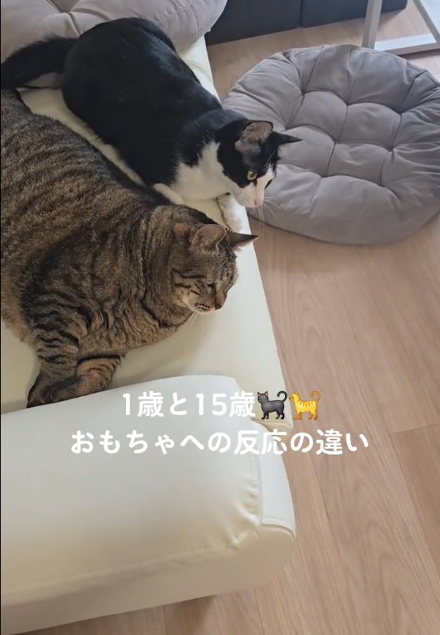 ソファでくつろぐ2匹の猫