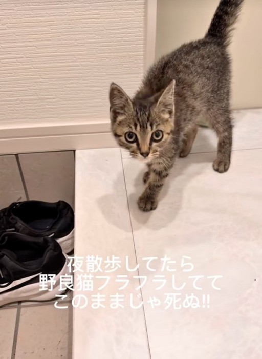 玄関に入った子猫