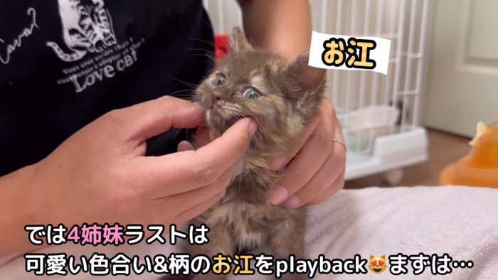 顔を触られる子猫