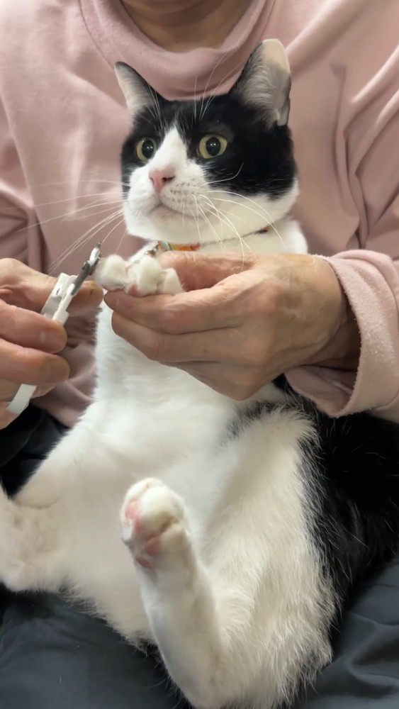 前足の爪を切られる猫