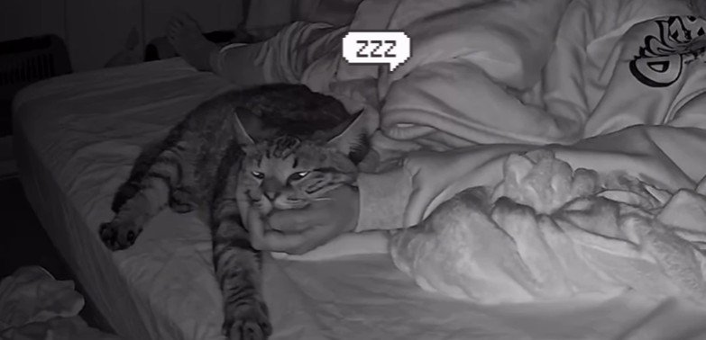 寝ている飼い主と猫