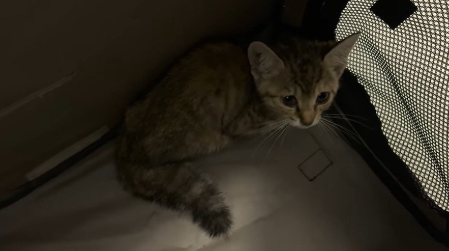 保護され室内で身を寄せる子猫