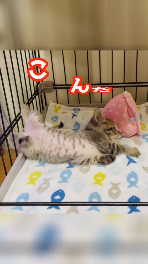 ケージの中で転ぶ子猫