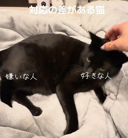女性になでられる黒猫