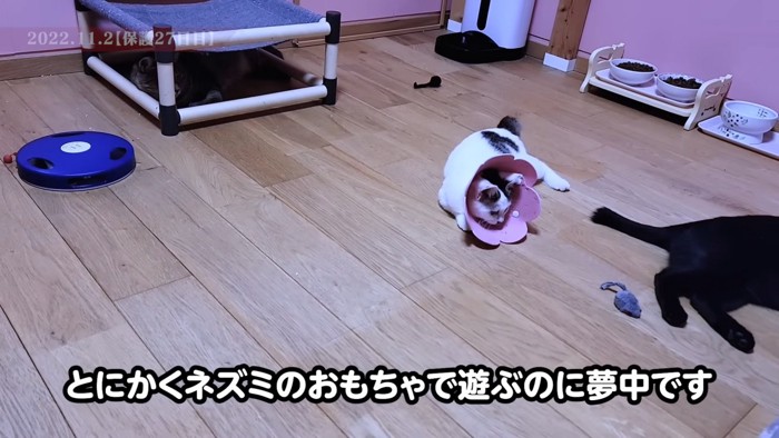 カラーをつけた猫