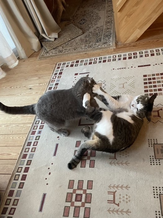 けんかする2匹の猫