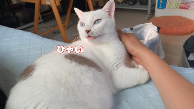 「ひゃい」と鳴く猫