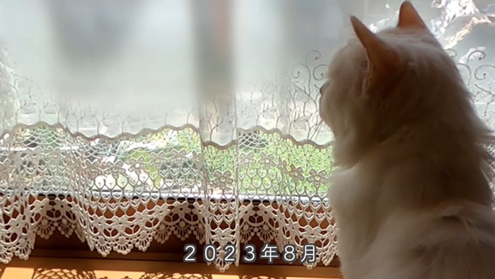 毛が短い白猫の後ろ姿