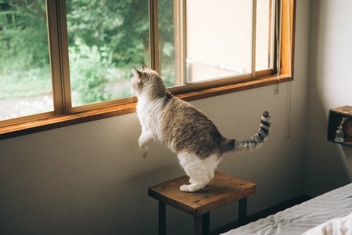 窓辺に飛び乗る猫