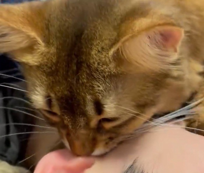 耳たぶを吸う猫の横顔