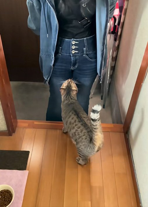 気になる猫