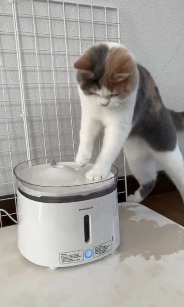 床をびちゃびちゃにするるなちゃん