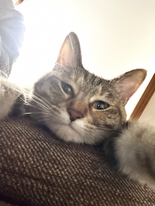 疲れた表情を浮かべる猫の顔