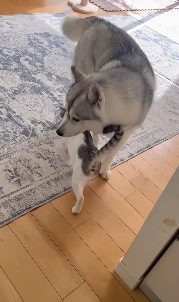 ハスキー犬にすり寄る猫