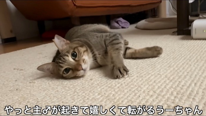 床に寝転がるキジトラ猫