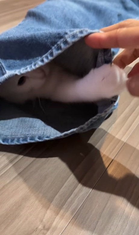 パンチする猫