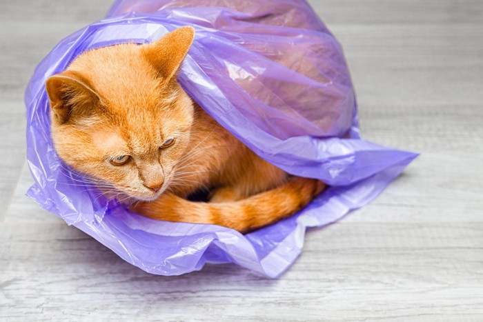 袋に入る猫