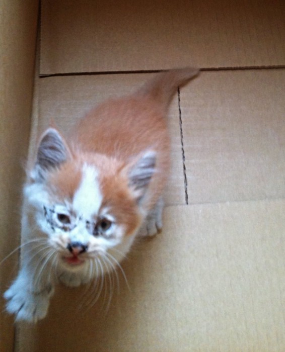 ダンボール箱の中にいる子猫