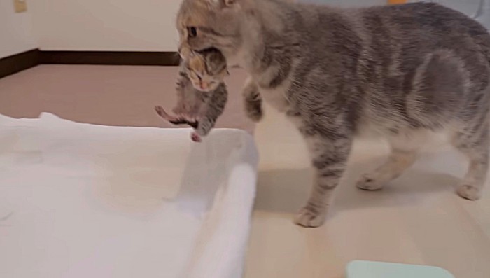 子猫を咥える母猫