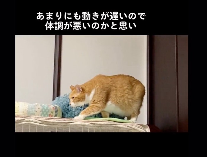 前に足を伸ばす猫