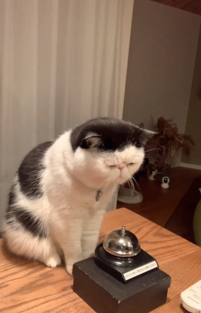 おやつを待つ猫