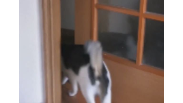ドアを開ける猫